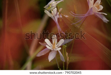 Similar – la plante blanche Flower