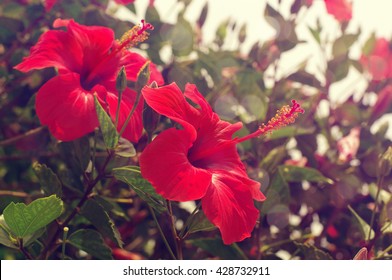 Flowers Of A Red Hibiscus (chinese Rose)