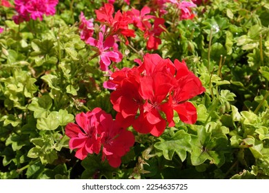 Flowers of red  ivy-leaved pelargonium in mid August - Shutterstock ID 2254635725