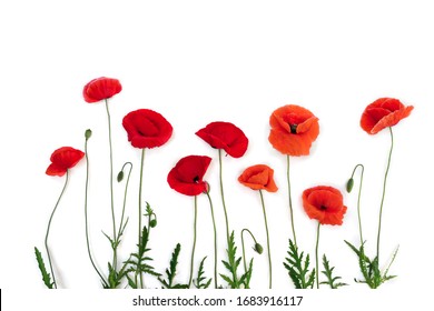 Flowers red poppies ( corn poppy, corn rose, field poppy ) on a white background with space for text. Top view, flat lay