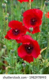 Flowers Red Poppies ( Papaver Rhoeas, Corn Poppy, Corn Rose, Field Poppy, Red Weed, Coquelicot ) On Field