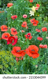 Flowers Red Poppies ( Papaver Rhoeas, Corn Poppy, Corn Rose, Field Poppy, Red Weed, Coquelicot ) On Green Field In Summer