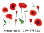 Flowers red poppy, buds, green leaves ( Papaver rhoeas, corn poppy, corn rose, field poppy, red weed ) on a white background. Top view, flat lay