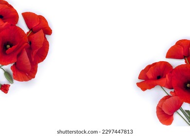 Flowers red poppy, buds, green leaves ( Papaver rhoeas, corn poppy, corn rose, field poppy, red weed ) on a white background with space for text. Top view, flat lay