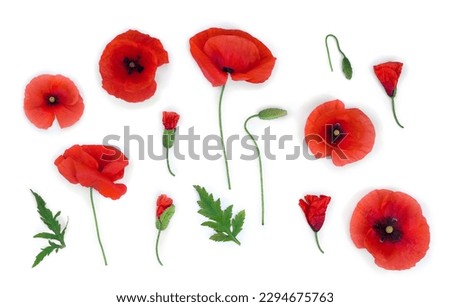 Flowers red poppy, buds, green leaves ( Papaver rhoeas, corn poppy, corn rose, field poppy, red weed ) on a white background. Top view, flat lay