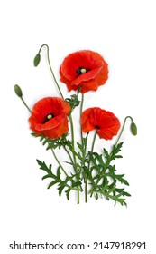 Flowers Red Poppy And Buds ( Papaver Rhoeas, Corn Poppy, Corn Rose, Field Poppy, Red Weed ) On A White Background. Top View, Flat Lay