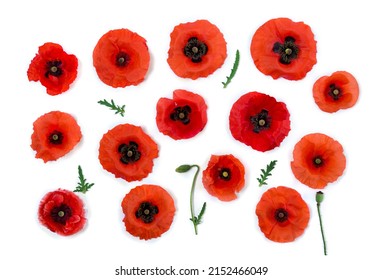Flowers Red Poppy And Buds ( Papaver Rhoeas, Corn Poppy, Corn Rose, Field Poppy, Red Weed ) On A White Background. Top View, Flat Lay