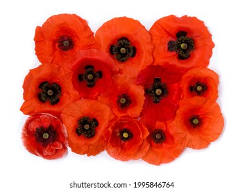 Flowers Red Poppy ( Papaver Rhoeas, Corn Poppy, Corn Rose, Field Poppy, Red Weed ) On A White Background. Top View, Flat Lay
