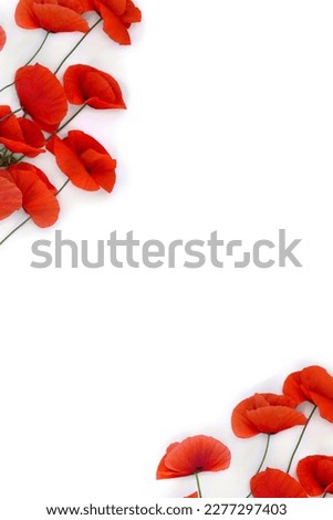 Flowers red poppy ( Papaver rhoeas, corn poppy, corn rose, field poppy, red weed ) on a white background with space for text. Top view, flat lay