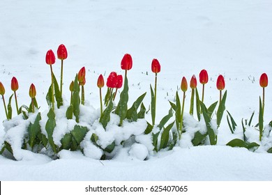 Flowers of red tulips in the snow in spring