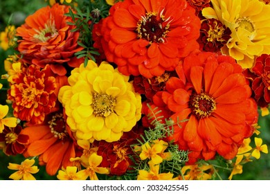 Flowers of red and yellow zeal in a bouquet. Decorative object from flowers. Makro photo.