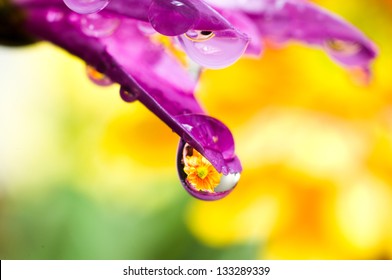 Flowers reflected in rain drops