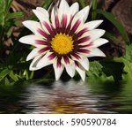 flowers with reflections