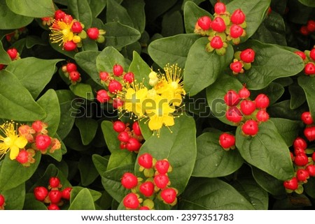 Flowers and ripe berries on Hypericum Miracle Attraction ('Alldiablo'PBR) (Miracle Series) ()St. John's Wort)
