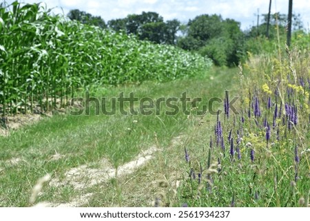 Similar – Foto Bild Wildblumen im Kornfeld