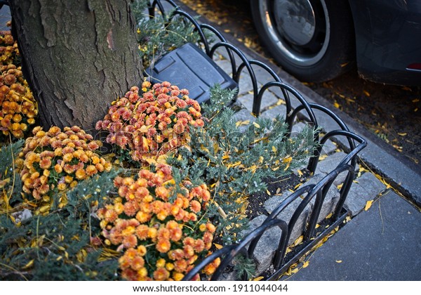 Flowers and rodent control box at base of a tree\
on sidewalk adjoining\
street