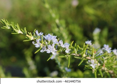 43,757 Rosemary flowers Images, Stock Photos & Vectors | Shutterstock