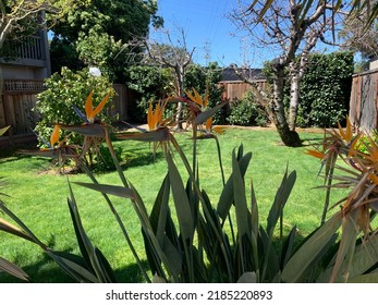 Flowers And Roses On Spring Season From Mountain View, CA