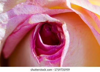 カラフル 綺麗 花 の写真素材 画像 写真 Shutterstock