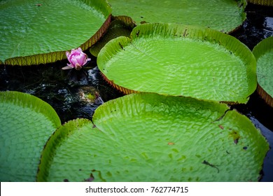 Flowers From The Royal Botanical Garden Of Pamplemousses, Mauritius