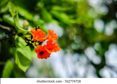 Flowers From The Royal Botanical Garden Of Pamplemousses, Mauritius