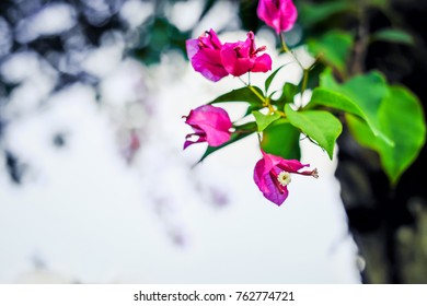 Flowers From The Royal Botanical Garden Of Pamplemousses, Mauritius