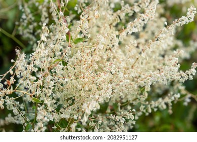 Flowers Of Russian Vine. Fallopia Baldschuanica (syn. Polygonum Baldschuanicum), Chinese Fleecevine.