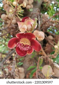 Flowers Of The Sal Tree