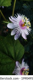 Flowers In Salem India