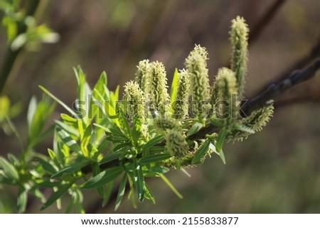 Flowers of Salix viminalis in sunny day. Blossom of the basket willow in the spring. Bright common osier or osier. Female flowering catkin on a willow. Soft focus. Seasonal wallpaper for design