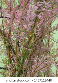 Flowers Of Saltcedar, Tamarix Ramosissima,