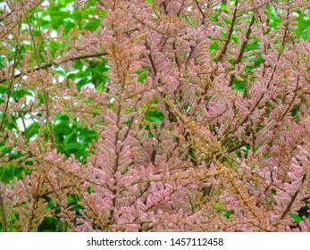 Flowers Of Saltcedar, Tamarix Ramosissima,