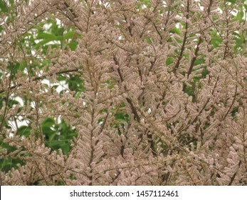 Flowers Of Saltcedar, Tamarix Ramosissima,