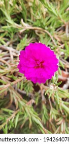 Flowers In Santiago Del Estero Argentina