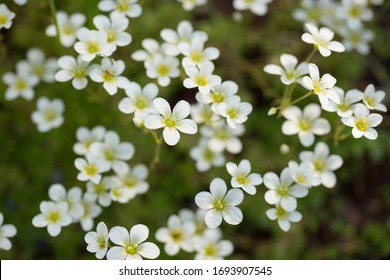 Flowers of saxifrage grow in spring