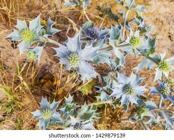 Flowers of Sea holly or seaside eringo flower, Eryngium maritimum, is a plant of the family Apiaceae growing on the coastal dunes of Arousa Island