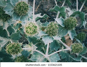 Flowers Of Sea Holly Or Seaside Eryngo