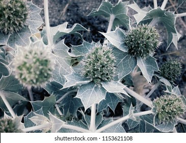 Flowers Of Sea Holly Or Seaside Eryngo