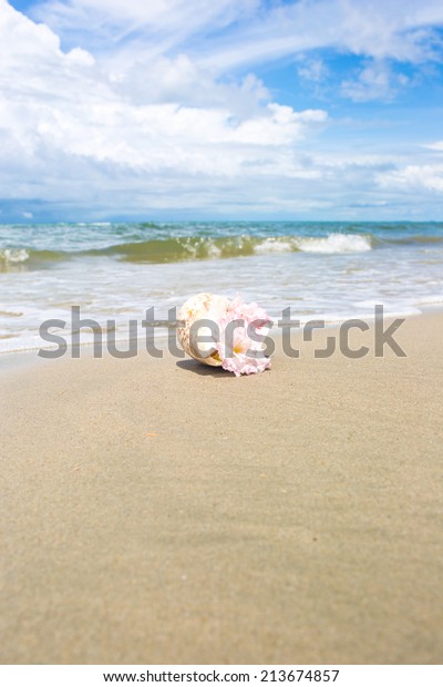 Flowers Seashell Vase On Beach Stock Photo Edit Now 213674857