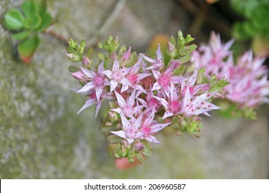 Flowers Of Sedum Spurium