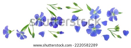 Flowers seed flax or Linum usitatissimum isolated on white background . Top view with copy space for your text, flat lay