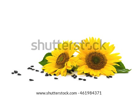 Flowers and seed of sunflower on white background with space for text