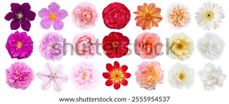 Similar – Image, Stock Photo Camellia camellia