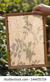Flowers shadow