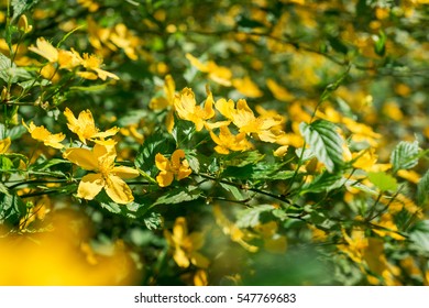 Flowers Shrub Kerria Japonica