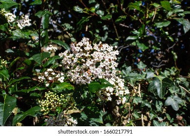 The flowers of the shrub Viburnum tinus 'Gwenllian' flowering in February at the end of winter in the UK against a background of ivy leaves