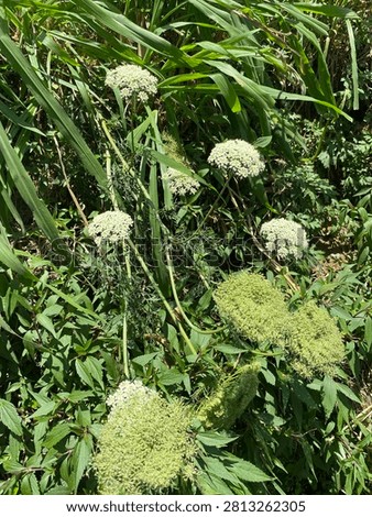 Flowers and shrubs that complement each other