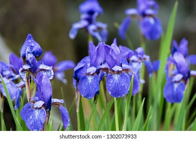 菖蒲 の画像 写真素材 ベクター画像 Shutterstock