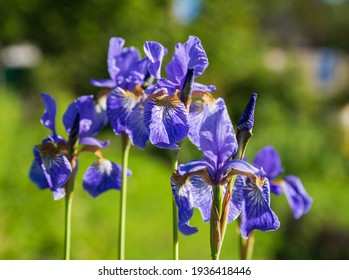 シベリアアイリス アイリスシビリカ の花の接写写真素材 Shutterstock