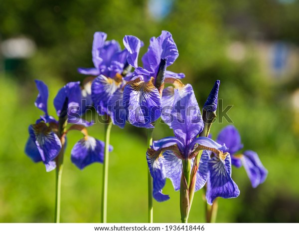 シベリアアイリス アイリスシビリカ の花の接写 の写真素材 今すぐ編集